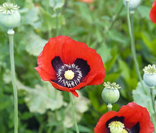 ポピー,Opium poppy,Papaver somniferum flowers