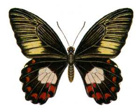 Papilio_ambrax