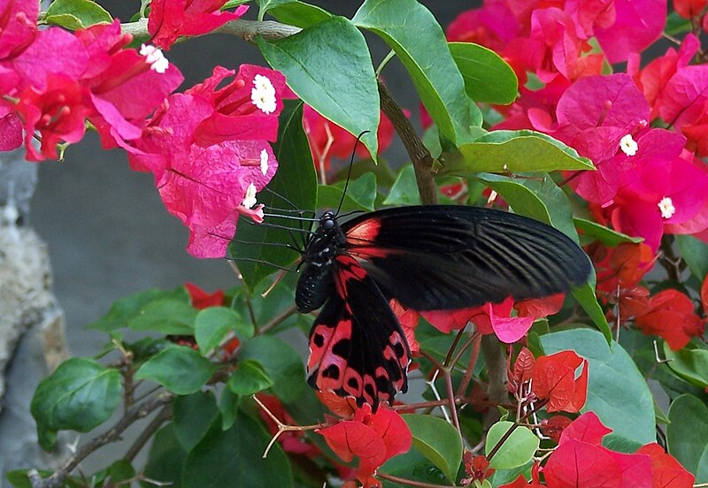 File:Papilio rumanzovia Cebu.jpg