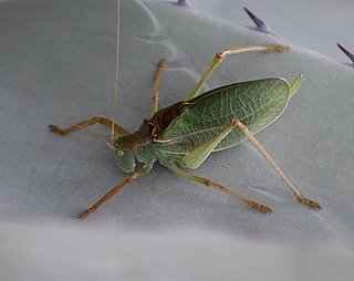 <i>Paracyrtophyllus excelsus</i> Species of cricket-like animal