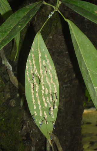 <i>Parischnogaster jacobsoni</i> Species of wasp