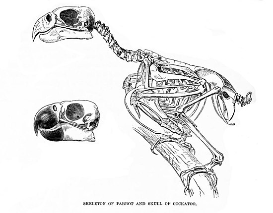 Особенности строения скелета в жизни птицы. Скелет попугая жако. Строение скелета волнистого попугая. Скелет птицы попугая. Скелет ожерелового попугая.