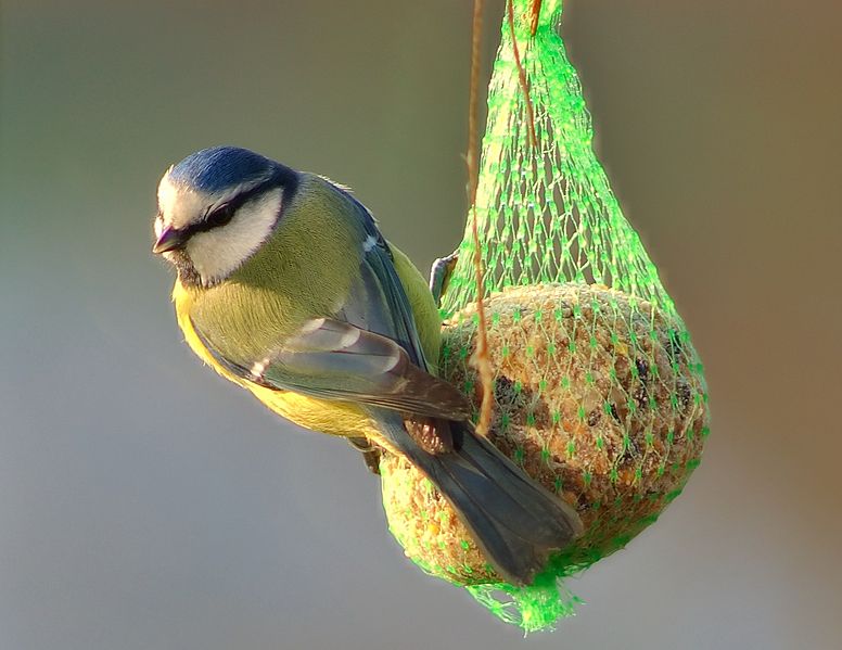 File:Parus caeruleus 3 Luc Viatour.jpg