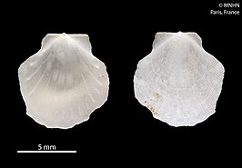 Parvamussium dautzenbergi