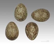 Eggs, Museum de Toulouse