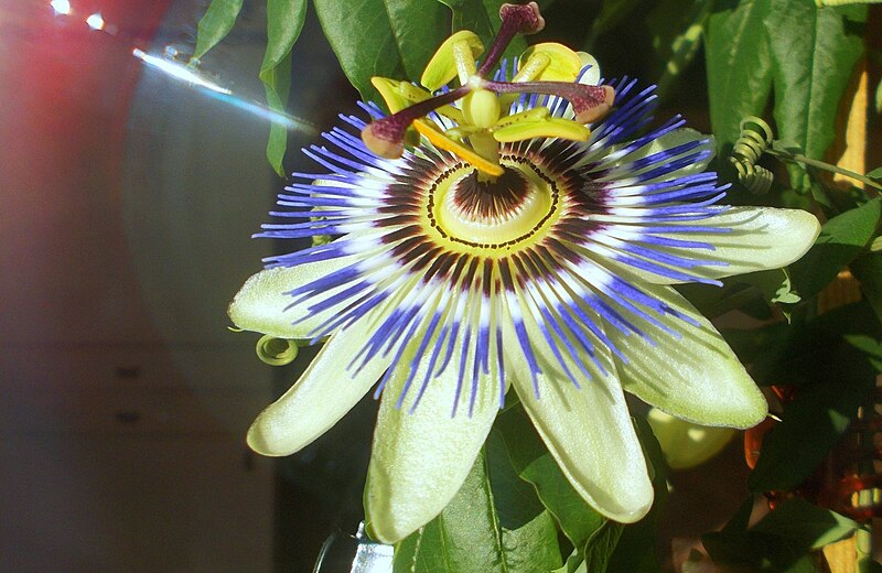 File:Passionsblume - Passiflora caerulea - die ersten drei Blüten (2).jpg