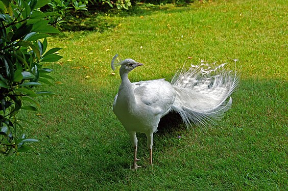 A white peacock on the isle "Isola Bella"