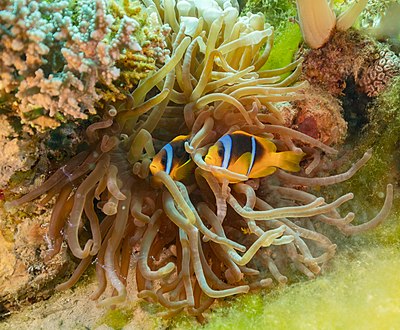 Red Sea clownfishes (Amphiprion bicinctus) in a magnificent sea anemone (Heteractis magnifica).