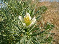 Peganum harmala, Nitrariaceae