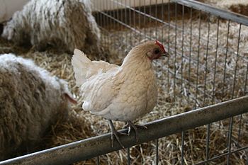 Perching bantam chicken, Middle Farm in Sussex...