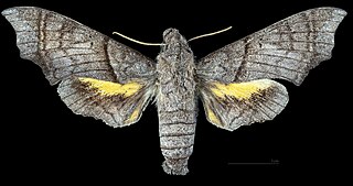 <i>Perigonia grisea</i> Moth native to Bolivia