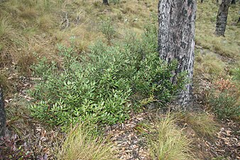 Общий вид подвида Persoonia laurina leiogyna