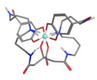 3D structure of petrobactin-iron complex generated with OPLS-AA forcefield in MOE. Petrobactin3D.png