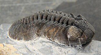 Fossil of the Late Ordovician-Late Devonian trilobite Phacops Phacops rana crassituberculata lateral.jpg