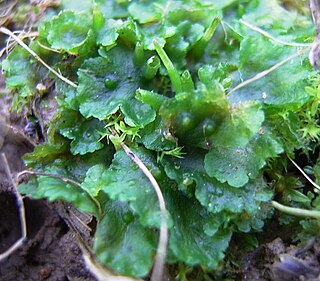 Hornwort Division of non-vascular land plants with horn-shaped sporophytes