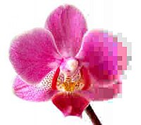Phalaenopsis 5kB.jpg