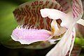 Phalaenopsis hieroglyphica Labellum