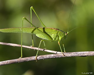 <i>Phaneroptera</i> Genus of cricket-like animals