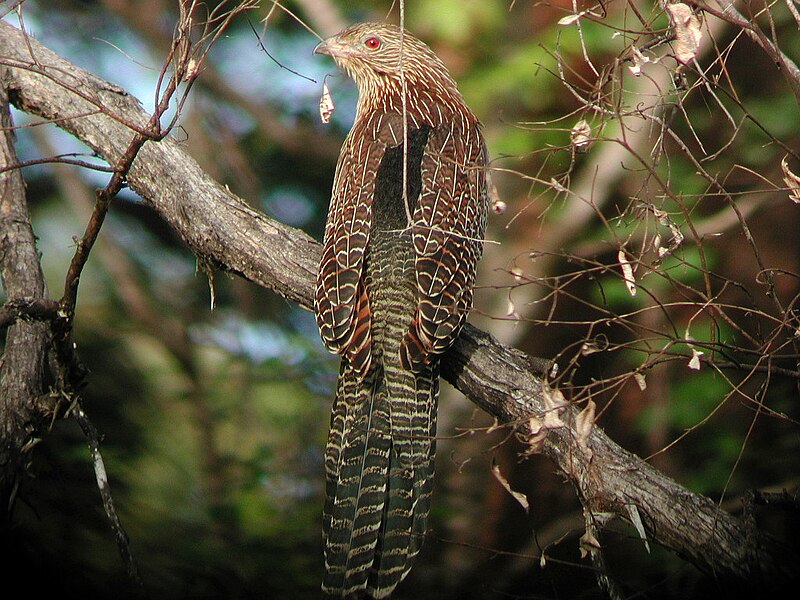 File:Pheasant Coucal kobble apr03.JPG