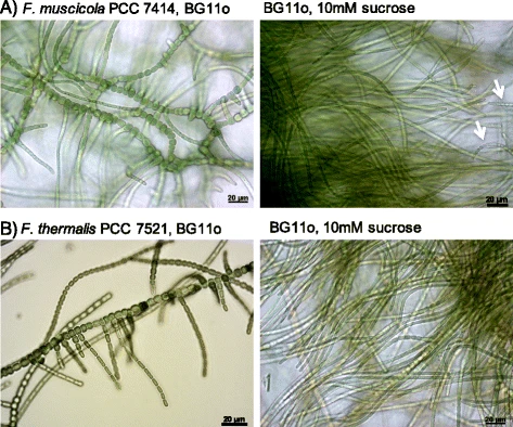 File:Phenotypic plasticity of colony morphology in Fischerella.webp