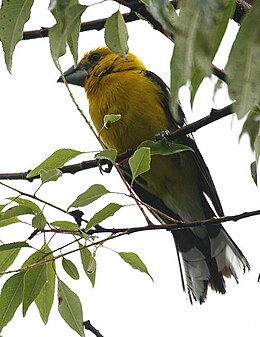 Pheucticus chrysogaster (male) -Ecuador-8.jpg