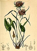 Illustration from Atlas der Alpenflora (1882), A. Hartinger