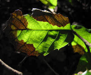 Phytophthora Ramorum