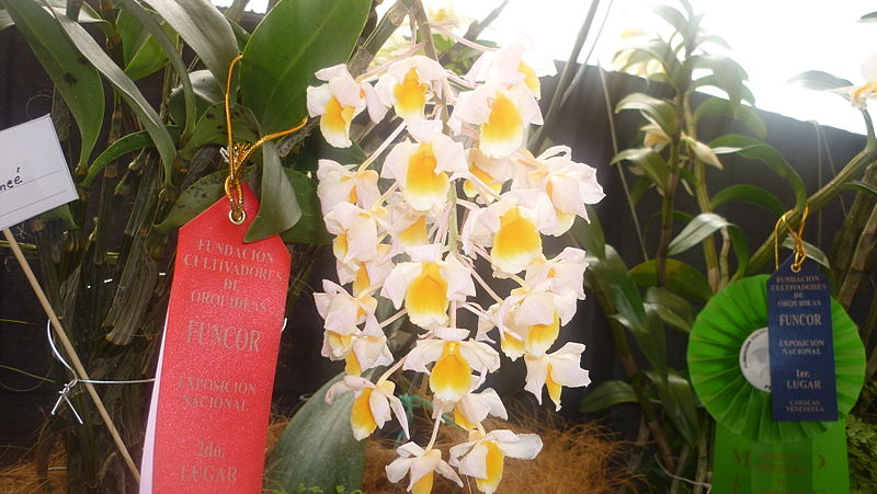 File:Picture Orchidaceae Collection II 23.JPG