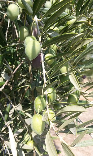 Aceite De Oliva: Historia del aceite de oliva, Recolección de la aceituna, Elaboración y obtención del aceite