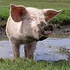 Piglet with a muddy snout.jpg