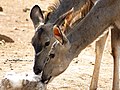 * Nomination Female kudu (Tragelaphus strepsiceros) visiting a saltlick in Pilanesberg national park. --Prosthetic Head 22:01, 6 March 2016 (UTC) * Promotion Good quality. --Jacek Halicki 23:02, 6 March 2016 (UTC)