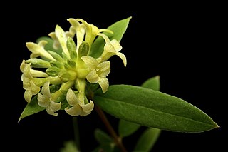 <i>Pimelea cremnophila</i> Species of shrub
