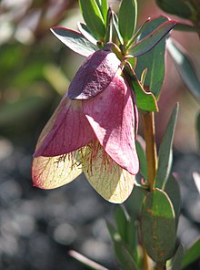 Pimelea Physodes.jpg