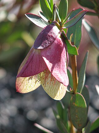 <i>Pimelea physodes</i> Species of shrub