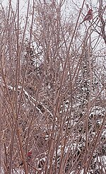 Thumbnail for File:Pine Grosbeak.jpg