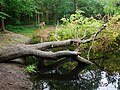 The Pine Pond in Lesnes Abbey Woods, Abbey Wood.