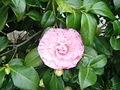 Thumbnail for File:PinkCamelliaJaponica.jpg