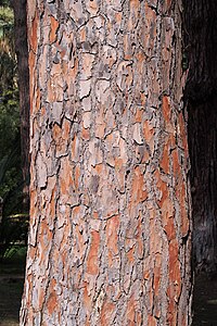 Pinus pinea, Sosna pinia, 2023-02-24