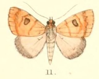 <i>Plecoptera oculata</i> Species of moth