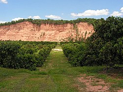 Plantacion de Mangos - panoramio.jpg