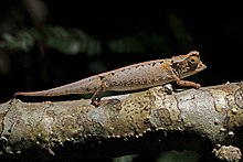 Berlapis daun chameleon (Brookesia stumpffi) Lokobe.jpg