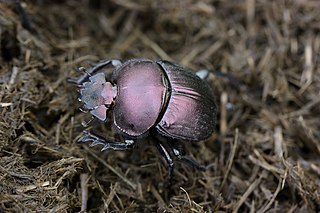 <i>Anachalcos convexus</i> Species of beetle