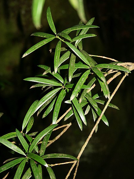 File:Podocarpus latifolius 3.jpg