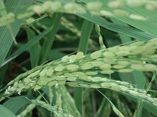 <span class="mw-page-title-main">Pokkali Rice</span> Rice variety