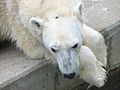 Polar Bear (Ursus maritimus)