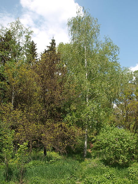 File:Poltava Dendropark 2014 (04).jpg