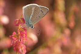 Polyommatus vanensis