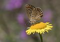 * Nomination A female Common Blue ( Polyommatus icarus). Adana, Turkey. --Zcebeci 19:31, 20 August 2016 (UTC) * Promotion Good quality. --Poco a poco 20:17, 20 August 2016 (UTC)