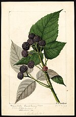 Miniatura para Rubus occidentalis