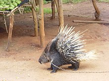 Porcupine kept as pet Porky pet.jpg